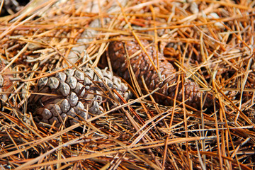 Pine cone