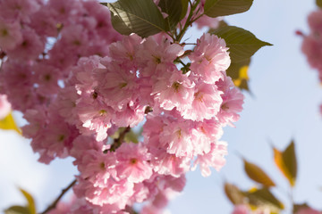 Sakura trees in blossom