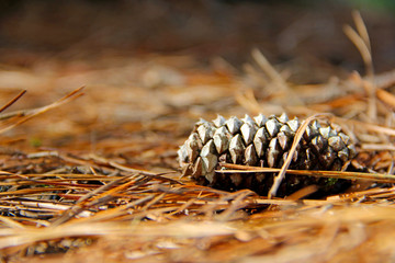Pine cone
