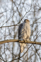 The northern goshawk (Accipiter gentilis) is a medium-large raptor in the family Accipitridae. Northern goshawk (Accipiter gentilis) in the natural ecosystem.