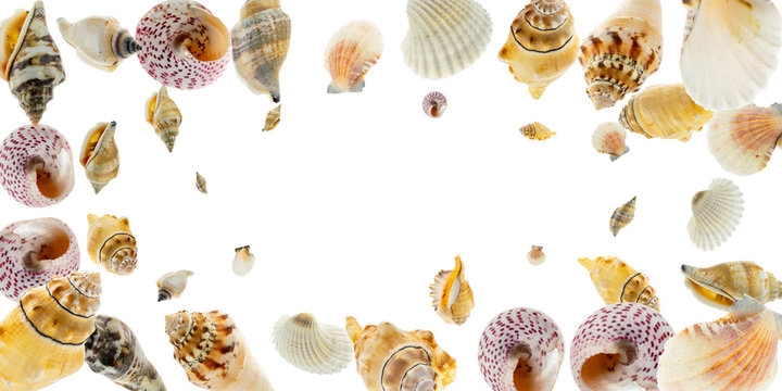 Shells, natural organic color starfish on white background with blank space for text. Top view travel or vacation concept. Summer background. Flat lay - Powered by Adobe