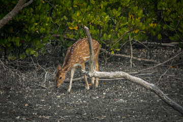Deer at Sundarban, West Bengal, India