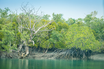 Sundarban landscape, West Bengal, India