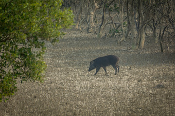 Wild Boar at Sundarban, India
