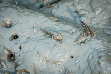 Mudskipper, Sundarban, India