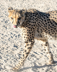 Cheetah with a pink tongue, licking his mouth.
