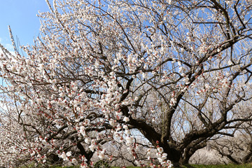 小田原　曽我　別所梅林