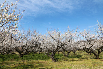 小田原　曽我　別所梅林