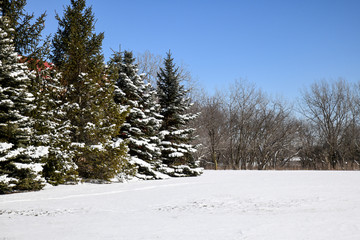 Pine trees with snow in winter