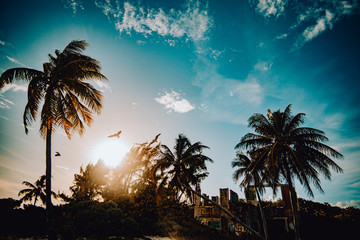 Fototapeta na wymiar Graffiti Building and Palms at Mexico Beach in the sun