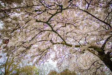 Kirschbaum mit weißen Blüten im Park in London