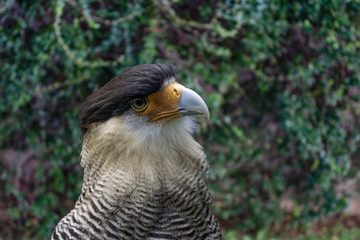 Portrait of a bird of prey with dark head and light beak