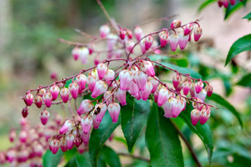 Flowers of Japanese Andromeda (Pieris japonica subsp. japonica) in Japan in winter season