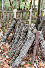 Bed logs for mushroom in Japan in winter season