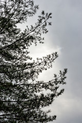 Pine tree with pine cones in Japan in winter season