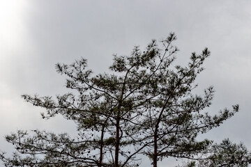 Pine tree with pine cones in Japan in winter season