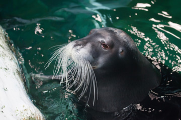 TROMSO, NORWAY - July 28 2012: Close-up seal in the aqua aquarium of Polaria in the city of Tromso in Northern Norway - 323343366