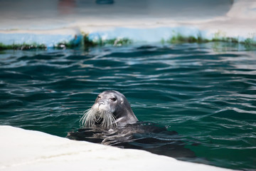 TROMSO, NORWAY - July 28 2012: Close-up seal in the aqua aquarium of Polaria in the city of Tromso in Northern Norway