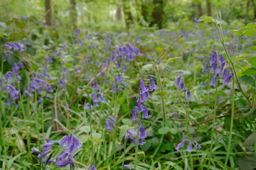 vibrant snowdrop flower in England