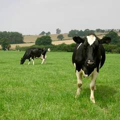 Holstein cows grazing grass on a farm in the UK
