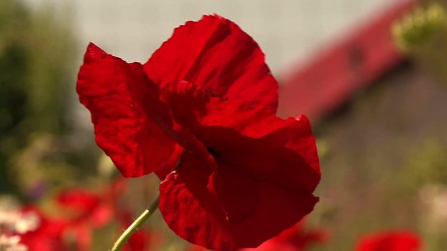 Red Poppy Blown by the Strong Wind in the Garden Together with other Plants