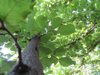 Árbol de avellano europeo 