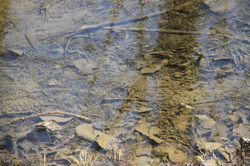 River water flow in the forest
