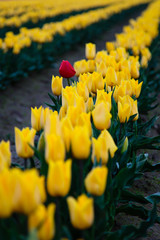The one red tulip flower in a field of yellow tulips