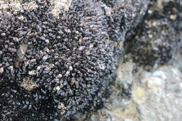 Mussel in the rock