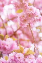 Blurred blooming sakura branch background. Close up, selective focus.