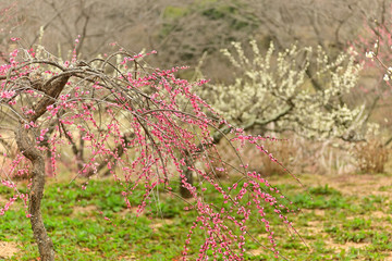 The plum blossoms are in full bloom now