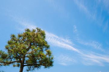 Obraz premium Japanese Black Pine