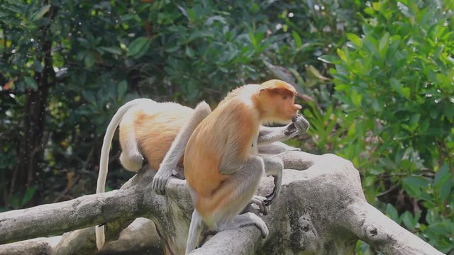 Proboscis monkey scratches it's chin