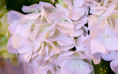 White artificial flower peony