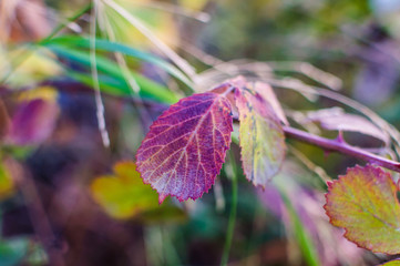autumn leaves on a background