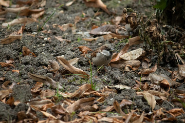 small swallow bird on the ground in autmun looking for something to eat