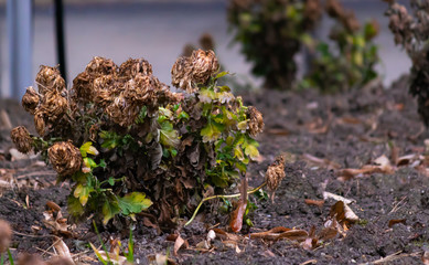 dead garden roses in autmun 