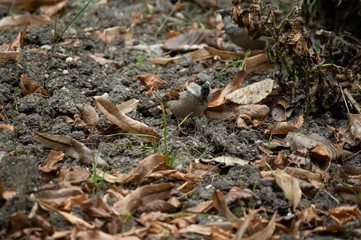 little swallow bird in autumn with falling leaves