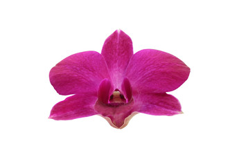 Beautiful purple orchid isolated on white background with clipping path.