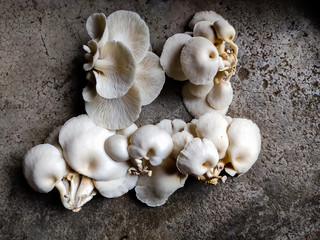 Mushroom in mushrooms farm