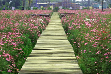 Bright flowers in the outdoor garden