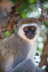 Portrait of a Vervet monkey sitting in the trees of Tanzania, Africa