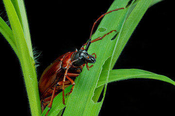 This is a titan beetle or beetle titanium or Longhorned Beetles, The beetle that destroys the cane root of the farmer in thailand, But it can be eaten as food