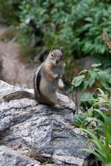 Naklejka na ściany i meble Ground squirrels are often mistaken as a chipmunk Rocky Mountain National Park Colorado