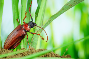 This is a titan beetle or beetle titanium or Longhorned Beetles, The beetle that destroys the cane root of the farmer in thailand, But it can be eaten as food