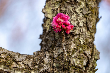 大宮第二公園の紅梅