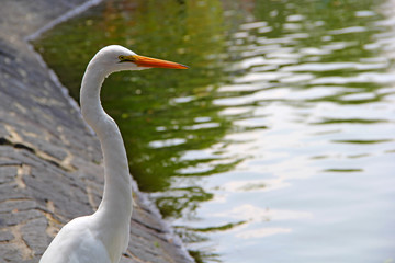 Fototapeta na wymiar Birds on lake