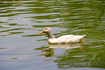 Birds on lake