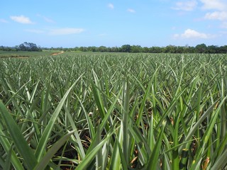 Obraz premium Pineapples growing in a field in Honduras.