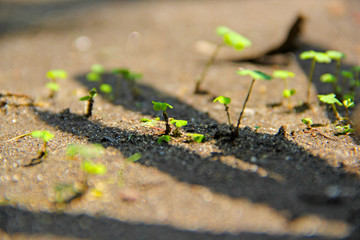 Plants